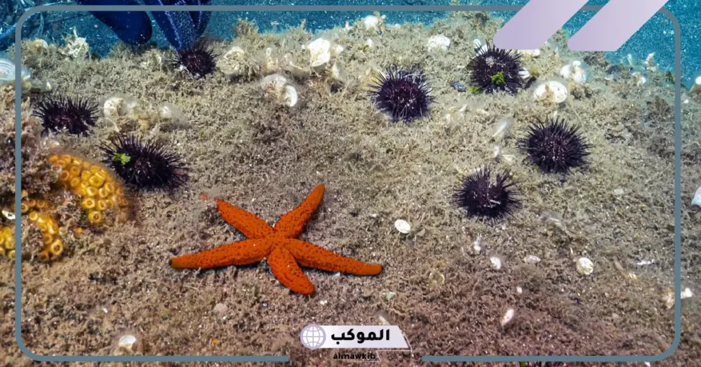 معلومات عن نجم البحر وحياته للأطفال.. ماذا يأكل نجم البحر؟ 6 معلومات عن نجم البحر للاطفال