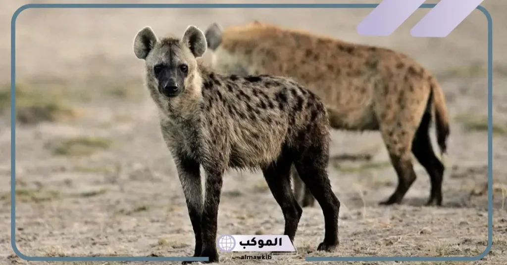 اسم صوت الضبع