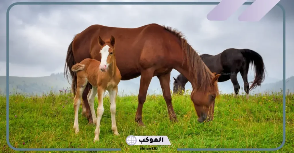 علامات قرب ولادة الفرس