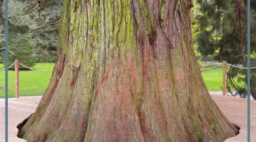 ماذا تعني كلمة سكويا