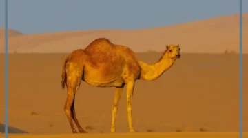 ماذا يسمى صوت الجمل