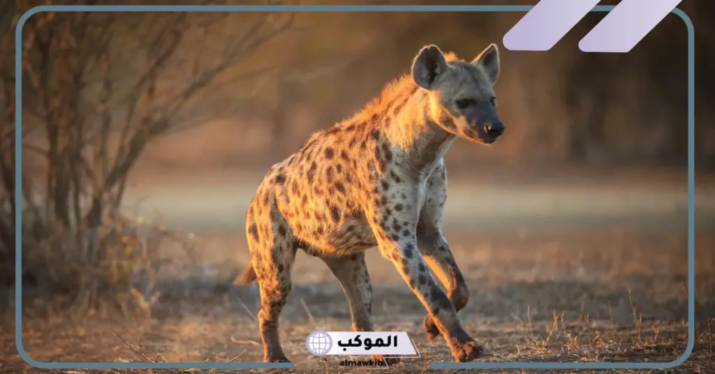 تغذية الضباع