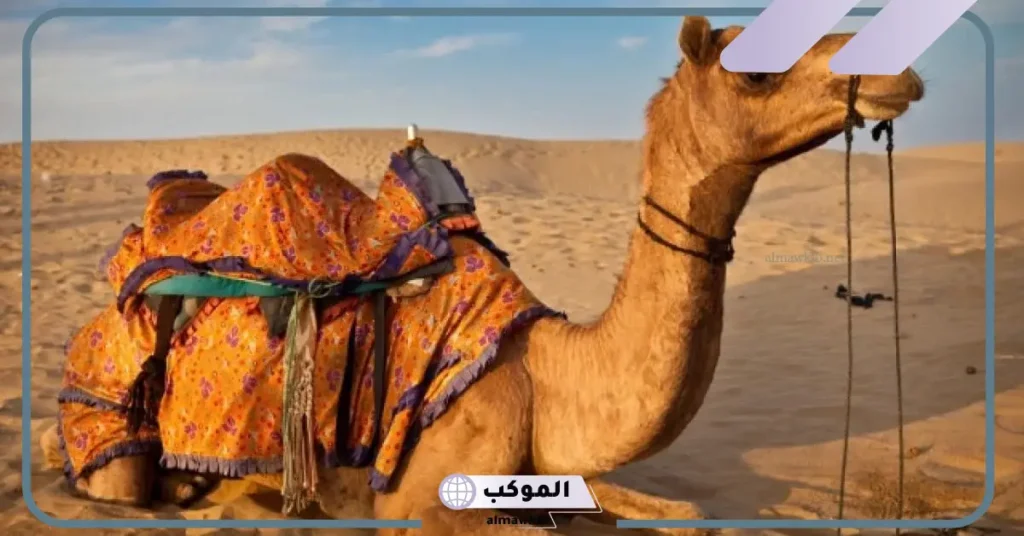 ما هو اسم صوت الجمل؟ أنواع صوت الجمل 5 أنواع صوت الجمل