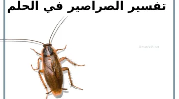 ماذا يعني الصرصار في الحلم