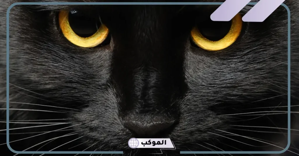 رؤية القط الأسود في المنام والخوف منها للعزباء