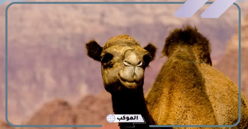 رؤية الناقة في المنام لابن سيرين والنابلسي