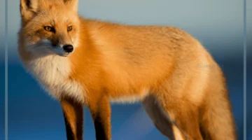 معلومات عن الثعلب