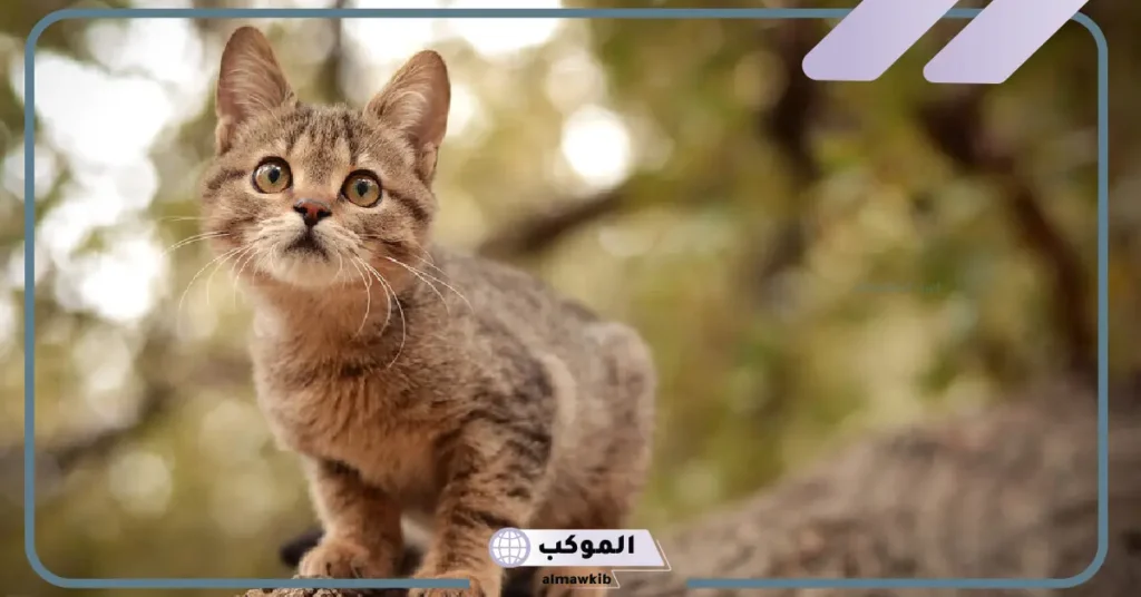 معلومات عن حياة الحيوان القارت.. ما هي القوارت؟ 5 معلومات عن القوارض