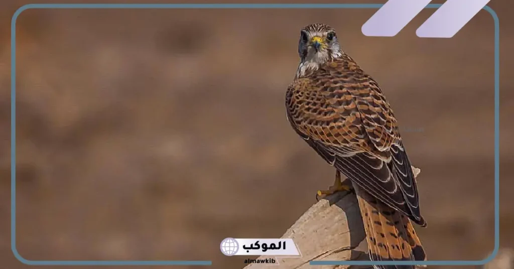 أنواع الصقور