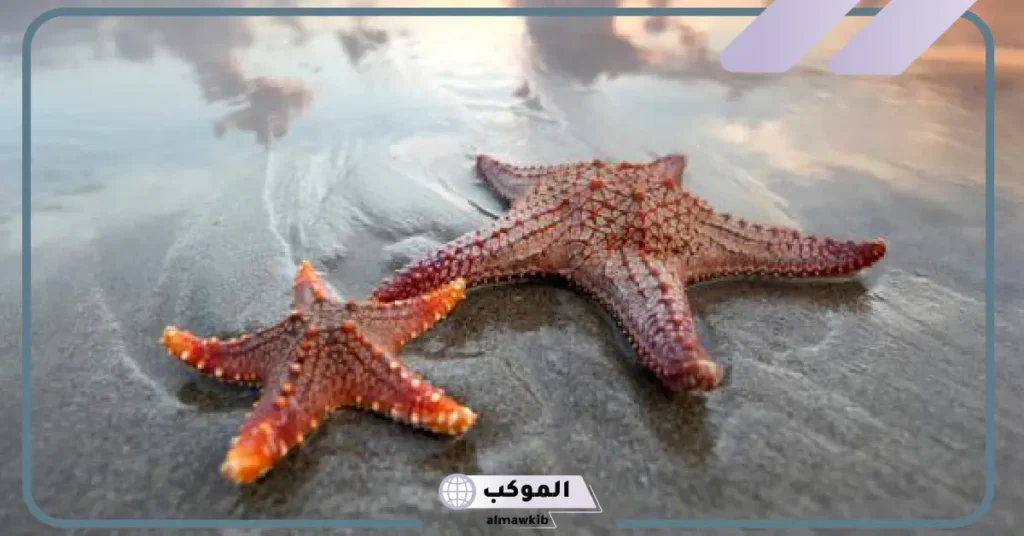 معلومات عن نجم البحر وحياته للأطفال.. ماذا يأكل نجم البحر؟ 5 ماذا يأكل نجم البحر