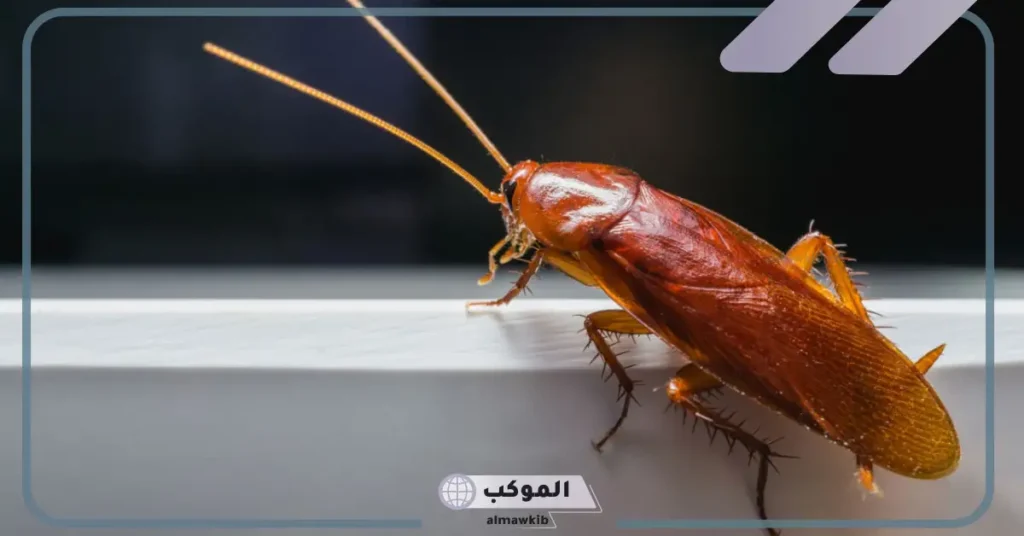 تفسير حلم الصراصير في البيت وقتلها