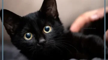 معنى حلم قط اسود