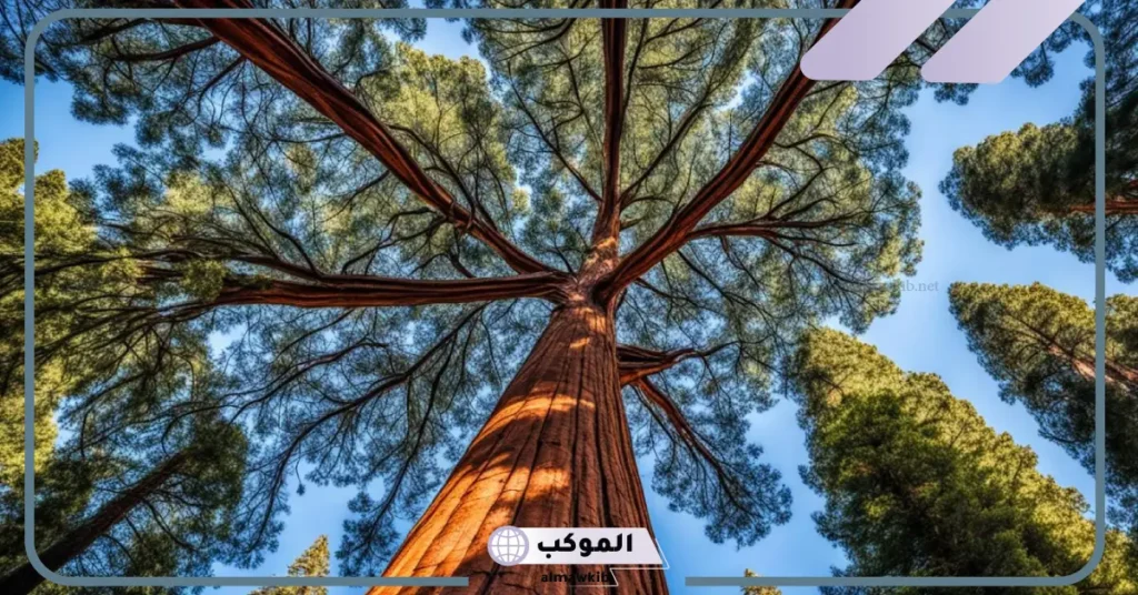 معنى كلمة سكويا بالعربي والإنجليزي.. معلومات عن شجرة سكويا 5 معلومات عن شجرة سكويا