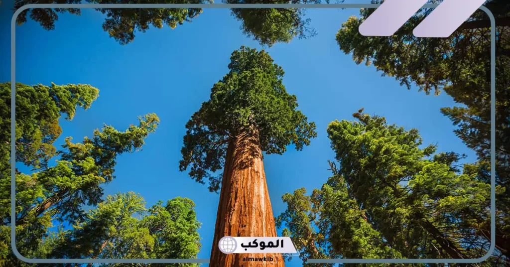 معنى كلمة سكويا بالعربي والإنجليزي.. معلومات عن شجرة سكويا 6 معنى سكويا بالسعودي