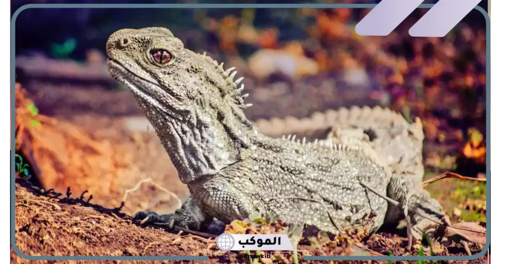 بحث عن الزواحف مكتوب من المقدمة حتى الخاتمة 5 تعريف الزواحف