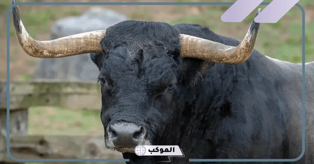 رؤية الثور في المنام للعزباء