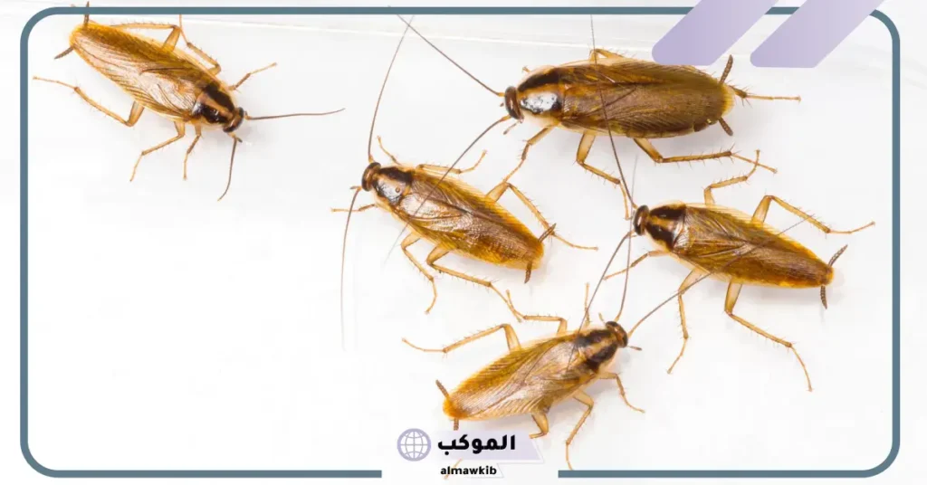 تفسير حلم الصراصير للعزباء في المنام والهروب منها للعالم ابن سيرين 5 تفسير حلم الصراصير في البيت للعزباء