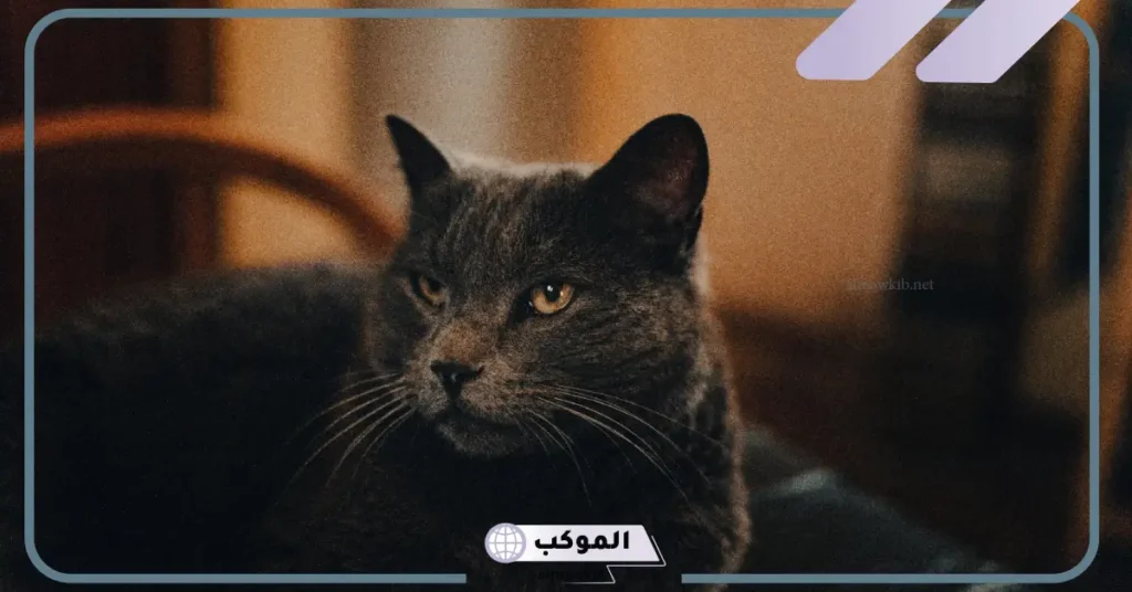 تفسير الحلم بقط اسود كبير في المنام للمرأة المتزوجة والعزباء 5 ما تفسير رؤية قط أسود في المنام لابن سيرين