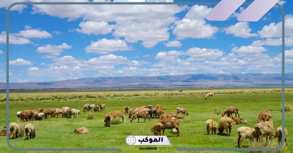 منطقه عشبيه معتدلة.. مميزات الأراضي العشبية 5 مميزات الأراضي العشبية