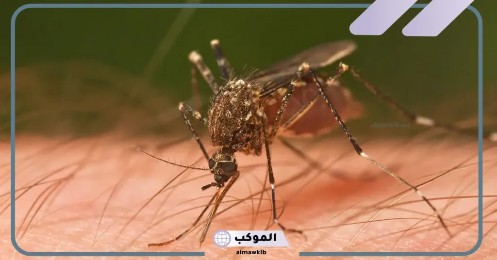 الأمراض التي تنقلها البعوضة