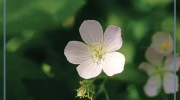 نبات بفلقتين