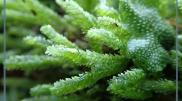 نباتات لا وعائية