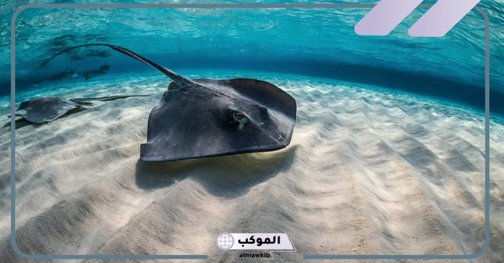 معلومات عن سمك اللخمة.. أبرز فوائد سمك الرقيطة 5 هل سمكة اللخمة خطيرة