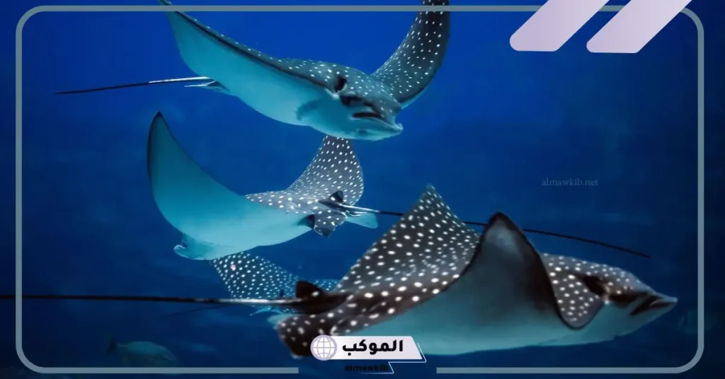 معلومات عن سمك اللخمة.. أبرز فوائد سمك الرقيطة 6 طريقة عمل سمك الرقيطة