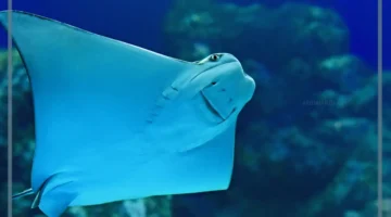 أسماك اللخمة ما فوائدها