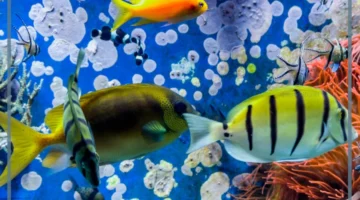 أشهر حيوانات بحرية