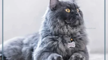 أكل القطة الشيرازي