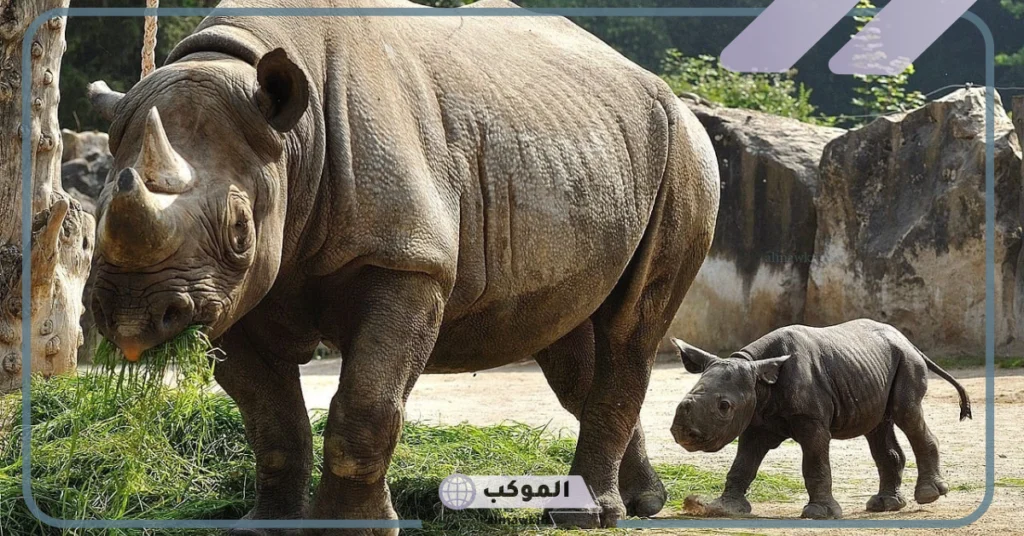 صفات وحيد القرن 