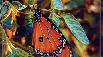 أهم معلومات الفراشة