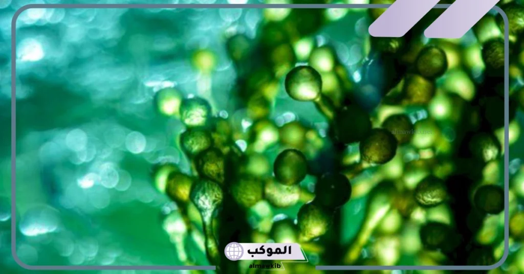 معلومات عن مملكة الطلائعيات 