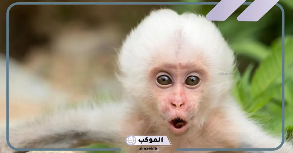 رؤية القرد في المنام للعزباء