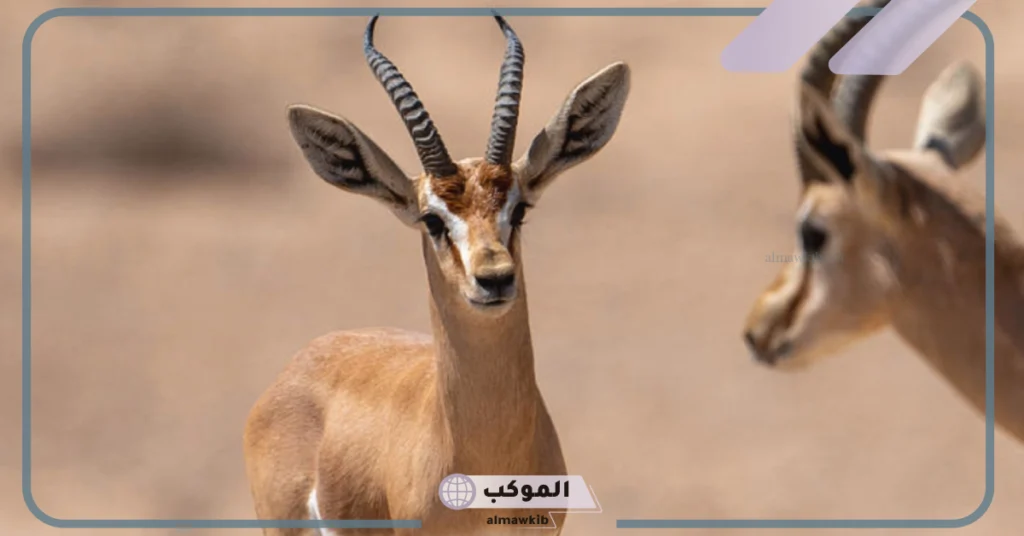 ما هو اسم صغير الغزال؟ الصفات الشكلية لصغير الغزال 6 الصفات السلوكية لصغير الغزال
