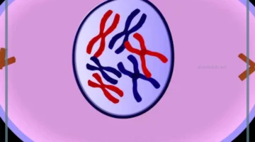 الانقسام المتساوي بالتفصيل