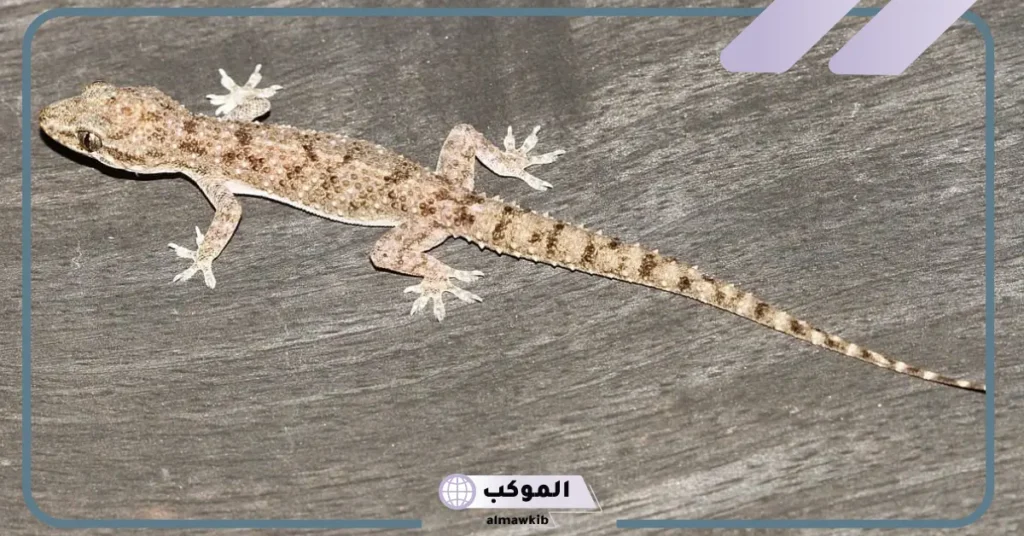 ما تفسير رؤية أبو بريص في المنام للمتزوجة