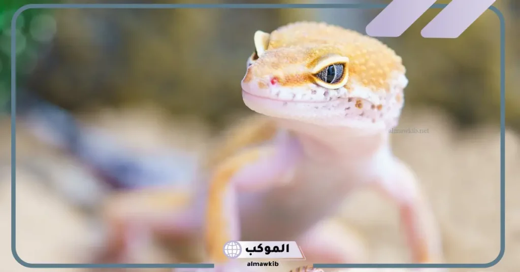 رؤية الوزغ في المنام للعزباء في الرؤية