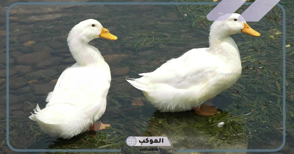 تعرف على أنواع البط المستأنس وطريقة تربيته 5 تربية البط المستأنس