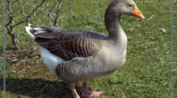 البط ومعلومات عنه