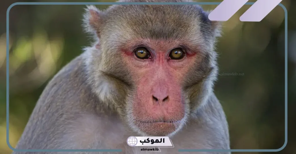 رؤية القرد في المنام للرجل الأعزب