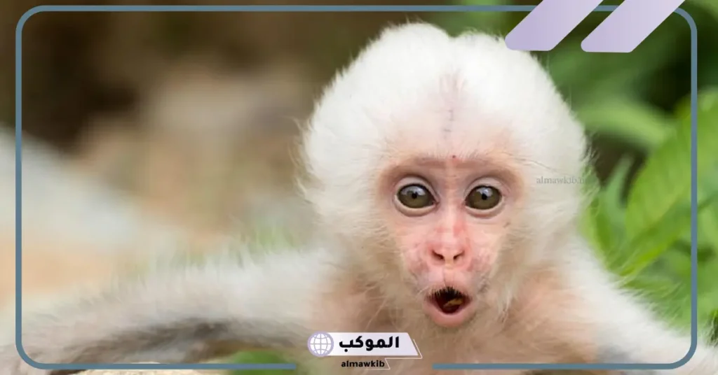 رؤية القرد في المنام للعزباء