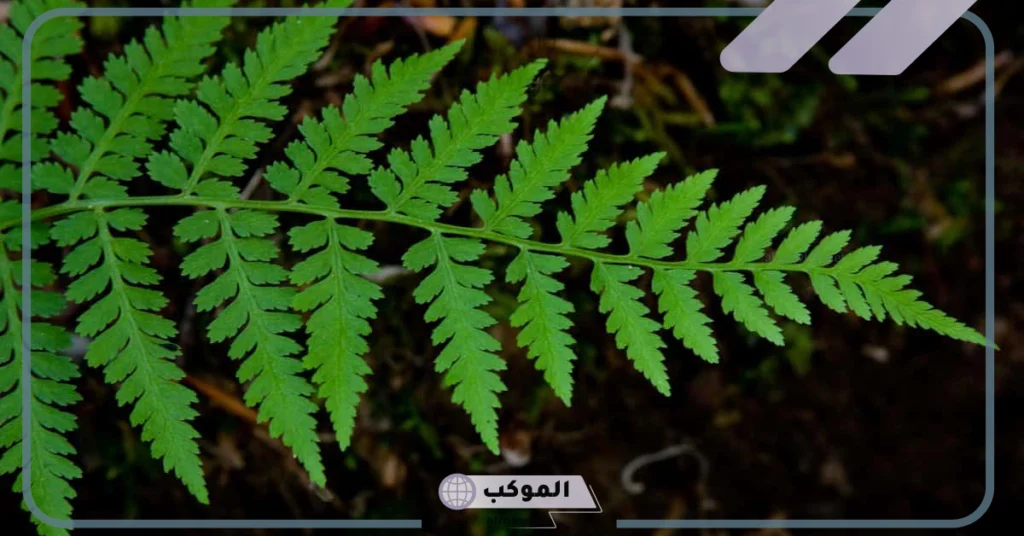 ماهي النباتات الوعائية اللابذرية واللاوعائية؟ 6 خصائص النباتات الوعائية اللابذرية