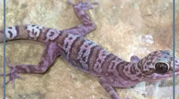 الوزغ للعزباء