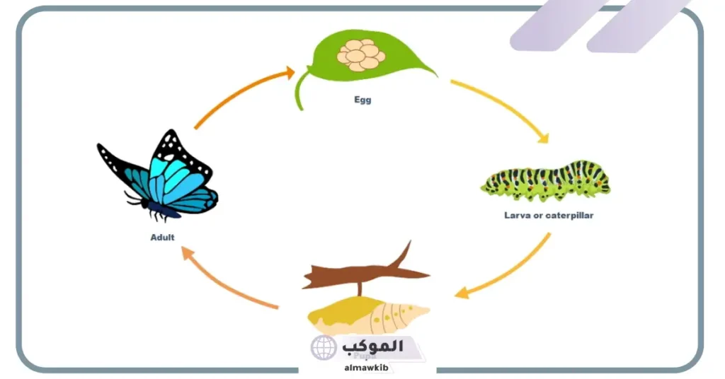 مراحل نمو الفراشة للصف الثالث الابتدائي