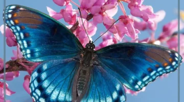 تحولات الفراشة