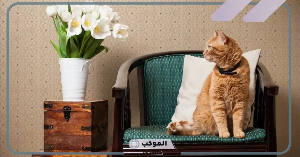 أين تعيش القطط بالانجليزي