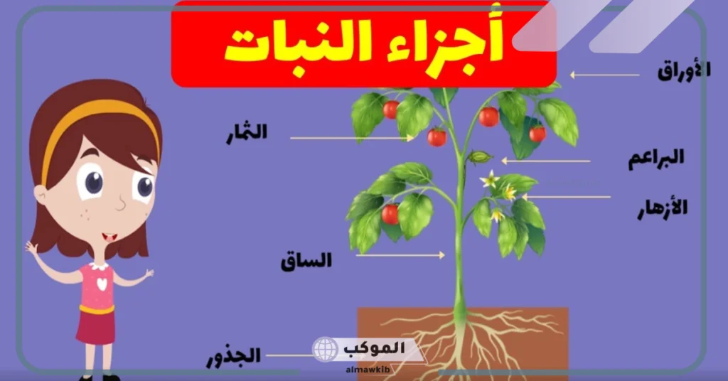 اجزاء النبات الاساسية .. أجزاء النبات من الجذور الساق والأرواق 5 أجزاء النبات من الجذور الساق والأرواق