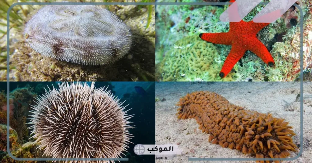 بحث عن طوائف شوكيات الجلد وتكاثرها 5 كيف تتغذى شوكيات الجلد